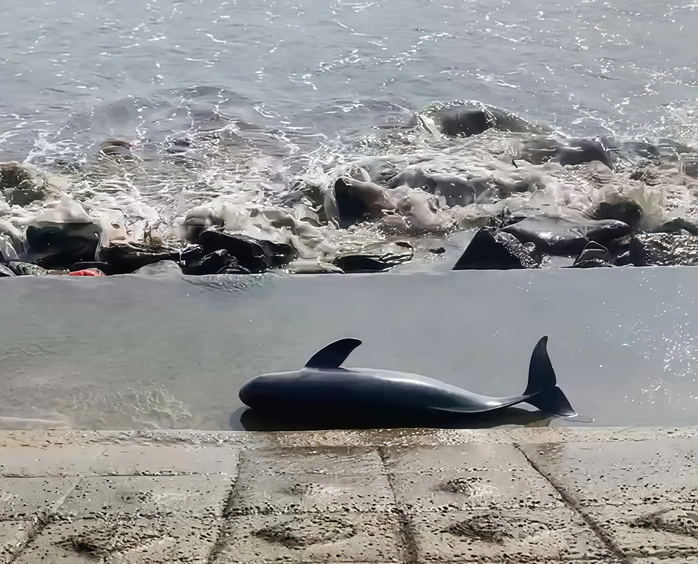 Xác cá voi nặng khoảng 40 kg trôi dạt vào bờ biển Quảng Trị